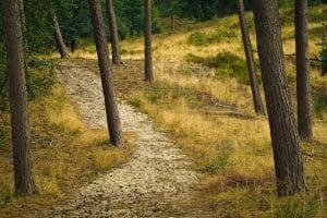 forest, trees, nature